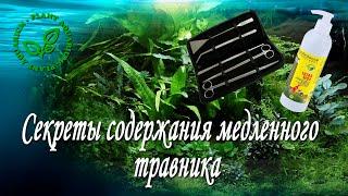 Секреты содержания медленного травника