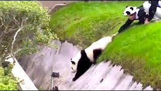 Ozzy Man Reviews: PANDAS