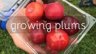 Growing Plums