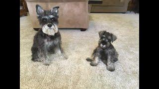 Schnauzer Puppy Convinces Adult Dog To Play