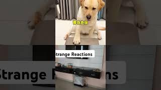 Strange Reactions #youtube #cat #pets #animals #funny #cute #subscribe #funnypets #viralvideo#viral
