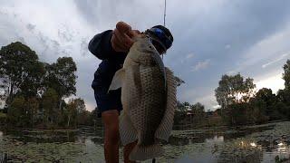 How to catch tilapia | F.L.A.P-fishing like a pro