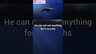 Did you know that a blue whale can survive up to 6 months without eating?