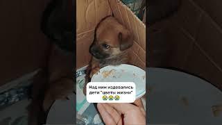 Этот кроха боится людей потому что дети изб*вали его #animals #pets #puppy #dog #shorts #cat