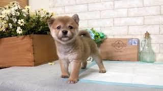 Mame Shiba Inu - Clover