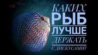 Дискусы. Каких рыб лучше держать с дискусами? Идеальный состав. Видео о коллекции.