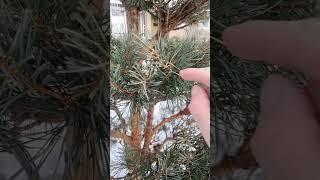 Why do Pine Needles Fade During the Winter? #arboristtips