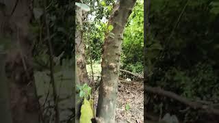 @-arogyasanjivani #shortvideos 🫣🫣🫣🫣🫣