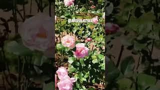 #roses