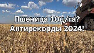 Уборочная 2024. Пшеница и новые "рекорды" в этом году. Какая будет урожайность?