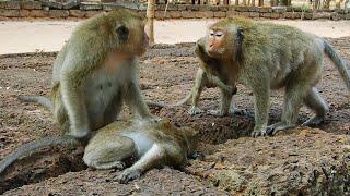 The Best Videos! Full Action DeeDee And Jill Monkey Trying Attack On Orphan Polino Monkey