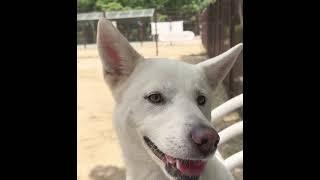 빠져든다 빠져든다 #korean #강아지 #진돗개 #puppy #doglife #미인 #아이유
