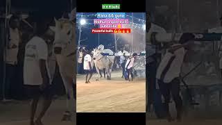#D V R bulls #Rana &guna #powerful bulls#youtube triending video#animals update video