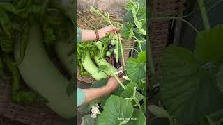 Harvest bottle gourd buds #farming #gardening #satisfying