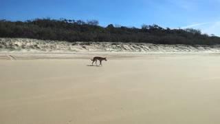 Dingo on Fraser Island