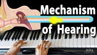 Mechanism of Hearing, Animation