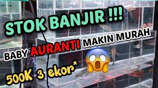 Akhirnya channa Auranti turun harga‼️Jangan sampe gak kebagian⁉️