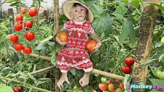 Monkey Kyo helps dad save tomatoes – The ending will surprise you!