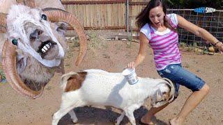 RAMS AND GOATS ARE ATTACKING! JOKES WITH SHEEP FUNNY GOATS #6