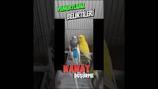 Muhabbet Kuşu Yumurtlama Belirtileri  #leopets #muhabbetkuşu #yumurtlama