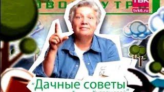 Дачные советы "Советы тети Тани" - Лук