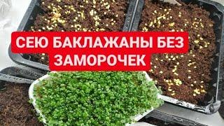 Сею семена баклажан без замачивания. Всходы быстрее в 10 раз