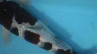 Tategoi-koi stock 200058