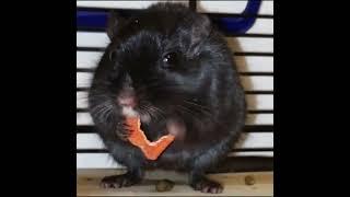 Gezza the rescue gerbil  #animalrescue #animalsanctuary #rescue