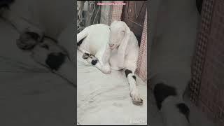 Mashaallah #best #qwality #goat at shahid goat farm Delhi #india #best #topqualitygoat #viral #goatt