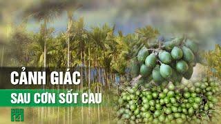 Đằng sau “cơn sốt cau” là gì?| VTC14