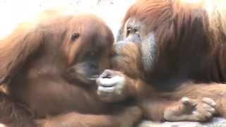 Любовь орангутанга orangutan in love