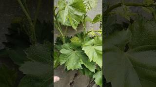 Несмотря на заморозки, формировку и урожай похоже спас! #виноград #grape #garden