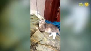 Kittens and cats fun  Funny Cats 2016