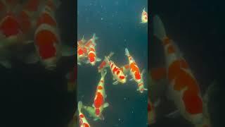 The Stunning Sight of Koi Swimming