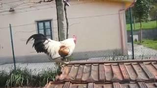 A cock on the way to Finisterre and Muxia, Camino de Compostela.