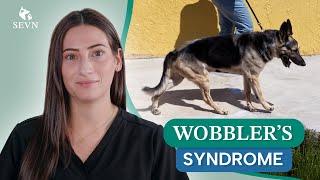 Wobbler Syndrome in Dogs | Signs, Diagnosis, Causes and Treatment