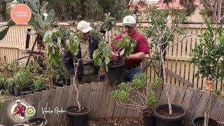 Vasilis Garden S3E22