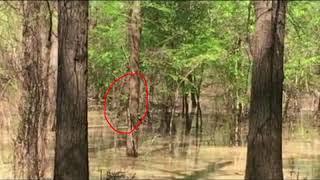 MBEST MBVD Mississippi Bigfoot Video Diaries ( Swamp Booger Zoomed )