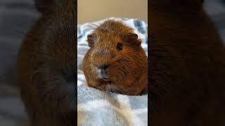 CAPYBARA
