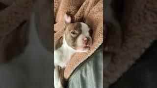 ￼ what is a up pup￼￼