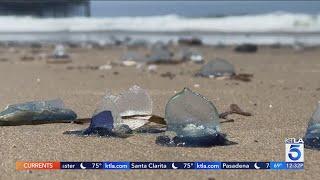 Strange blob-like sea creatures washing ashore across Southern California coast