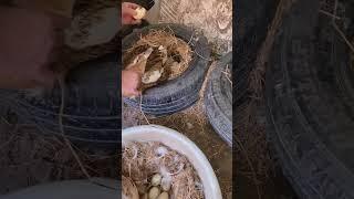 Kuluçka ördeklerin kıskançlığı#shortsvideo #shorts #short #shortvideo