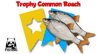 Russian Fishing 4 Trophy Common Roach Mosquito Lake Русская Рыбалка 4 Трофейная Плотва о. Комариноe