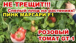 НЕ ТРЕЩИТ!!! Спелый плод на растениях! НОНСЕНС! ПИНК МАРГАРИ F1 (ДЖИТИ-ИР1)