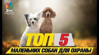 Топ 5 маленьких собак для охраны\Top 5 small dogs to guard