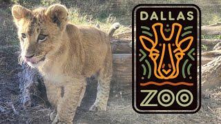 Dallas Zoo Tour & Review with The Legend