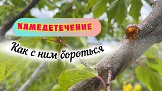 Камедетечение.Причины.Лечение