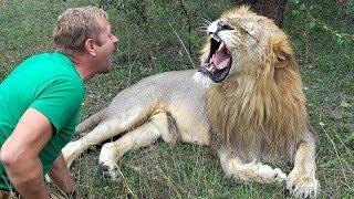 DANGEROUS GAMES WITH LIONS / Taigan Safari Park