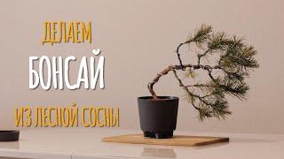 Бонсай своими руками из лесной сосны / Do-it-yourself Bonsai from forest pine