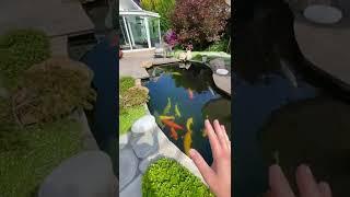 INDOOR Fish Pond with TUNNEL to Outdoor Tank #Shorts